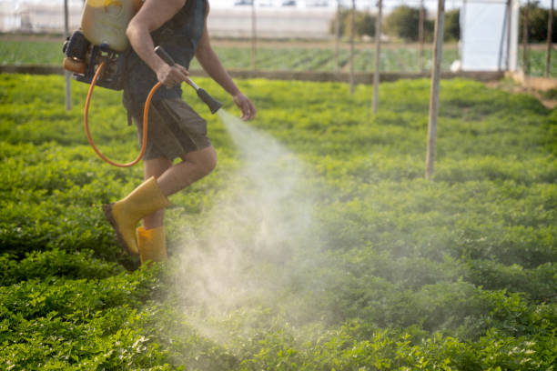Best Local Pest Control Services  in Lo, HI