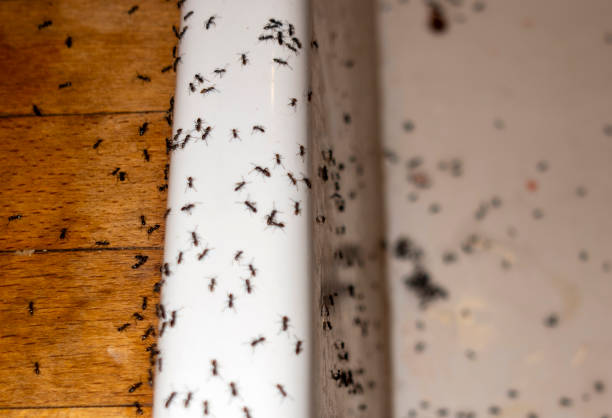 Best Pest Removal Services  in Lo, HI